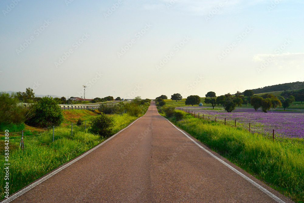 Naklejka premium road to infinity surrounded by flowers in spring and with blue sky