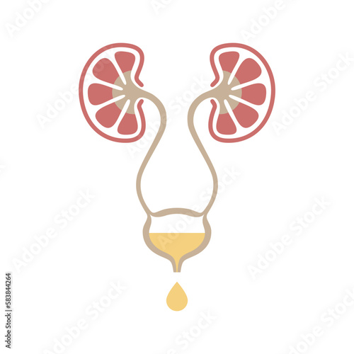Urinary system graphic icon. Human organs: kidneys, ureters and bladder sign. Urological symbol isolated on white background. Vector illustration