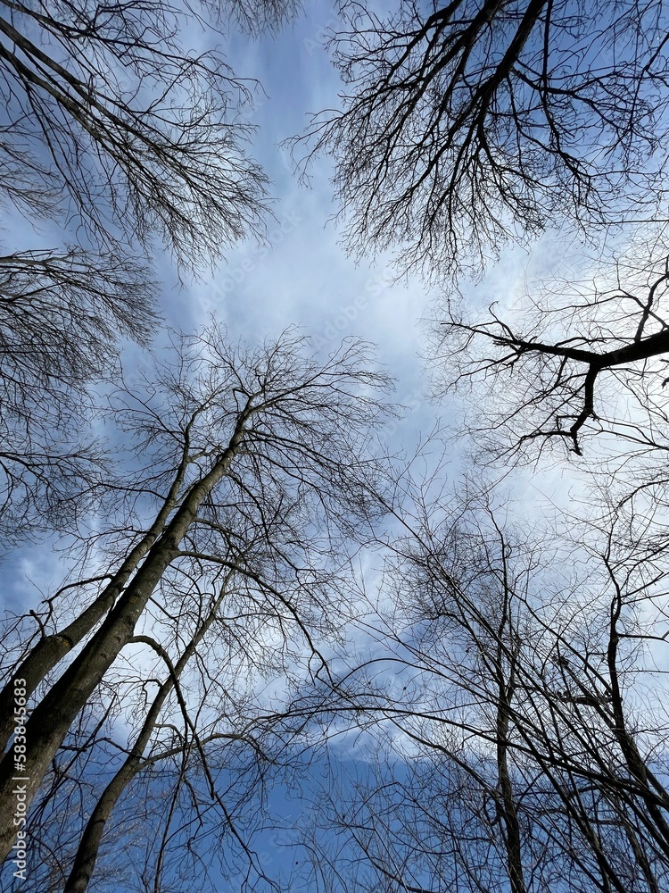 tree in the sky tree in the sky