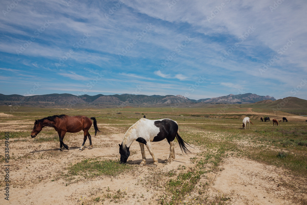 Obraz premium horses graze in a clearing in nature travel hiking animals