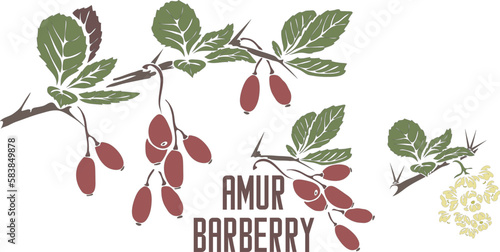 Amur Barberry branch and fruits vector silhouette. Berberis amurensis medicinal outline. Set of Barberry flower and leaf for pharmaceutics and cooking. Amur Barberry Gray contour and color cut-out