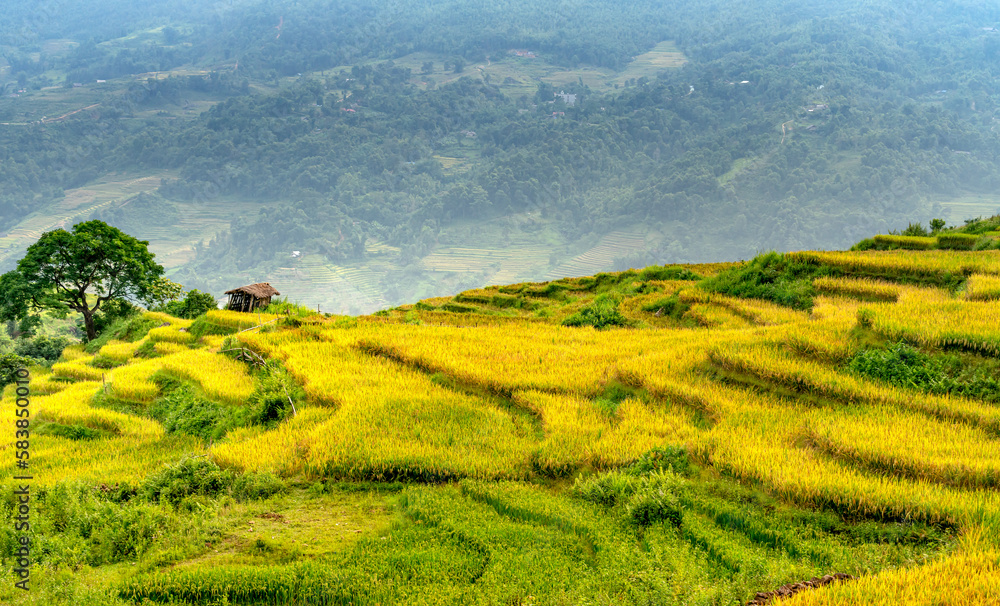 Admire the beautiful terraced fields in Y Ty commune, Bat Xat district, Lao Cai province northwest Vietnam on the day of ripe rice harvest.  