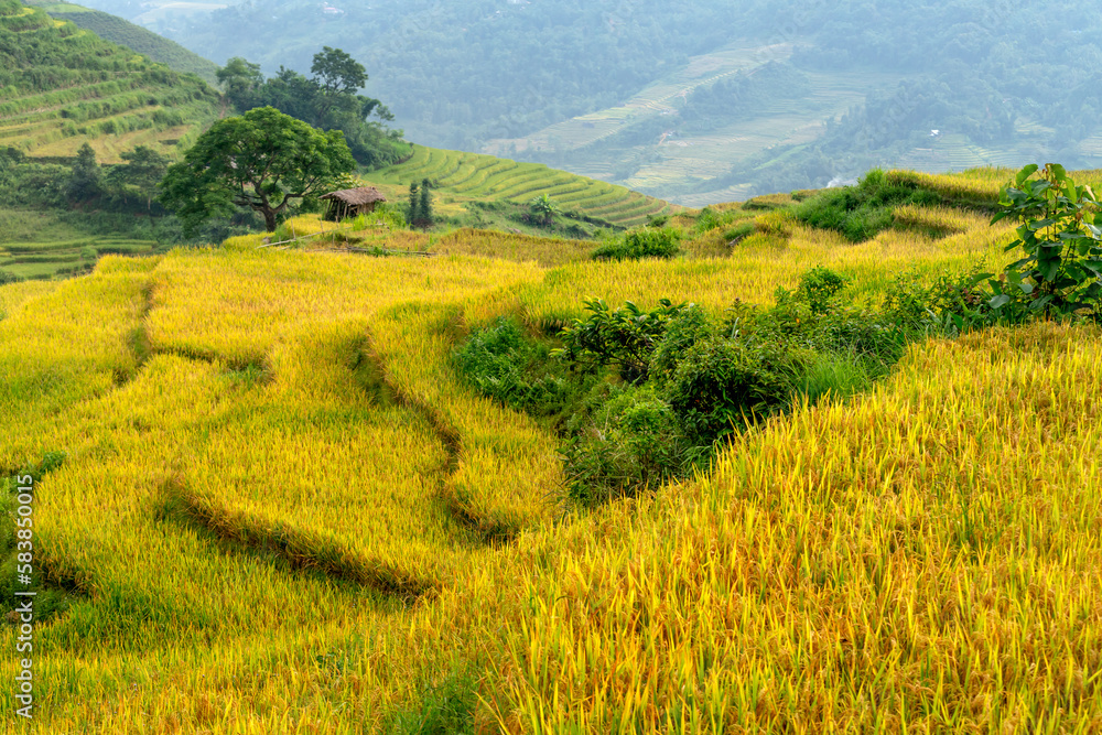 Admire the beautiful terraced fields in Y Ty commune, Bat Xat district, Lao Cai province northwest Vietnam on the day of ripe rice harvest.  