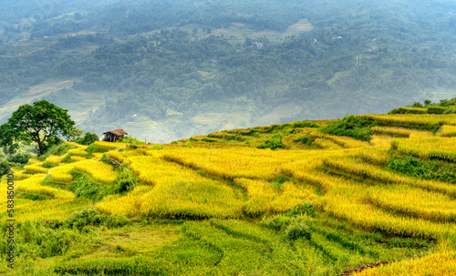 Admire the beautiful terraced fields in Y Ty commune, Bat Xat district, Lao Cai province northwest Vietnam on the day of ripe rice harvest.   © Quang
