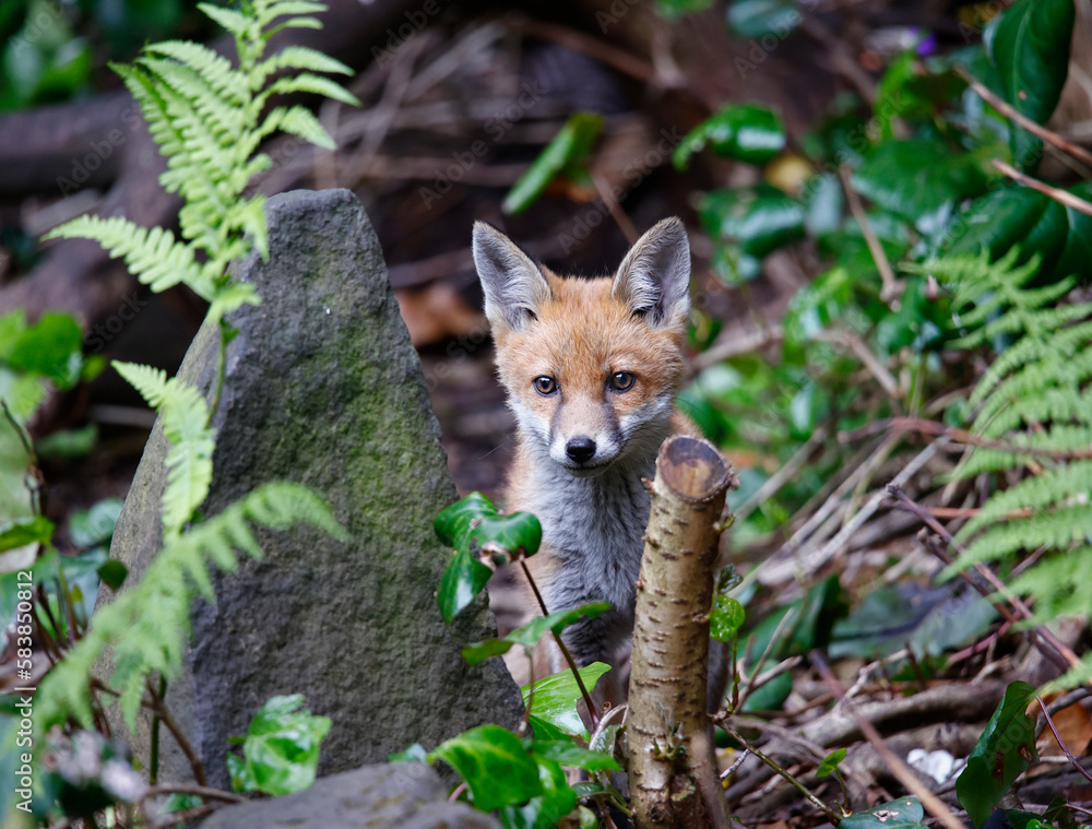 Urban fox cubs playing and exploring Urban fox cubs playing and exploring