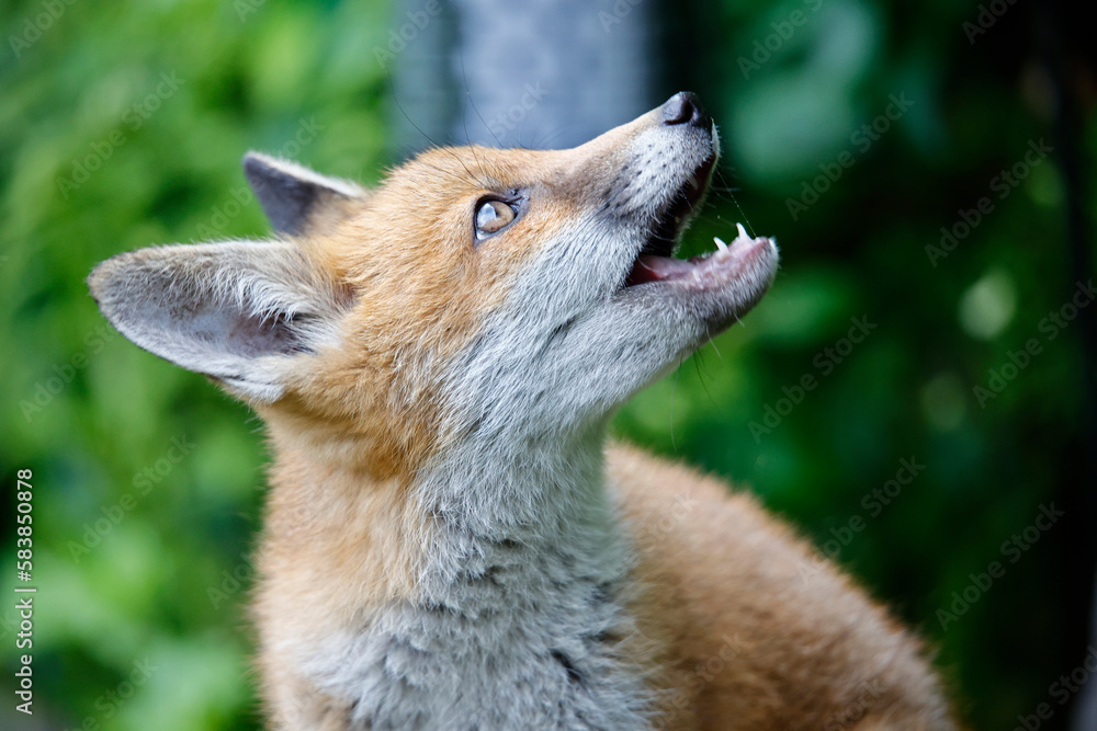 Fototapeta premium Urban fox cubs playing and exploring