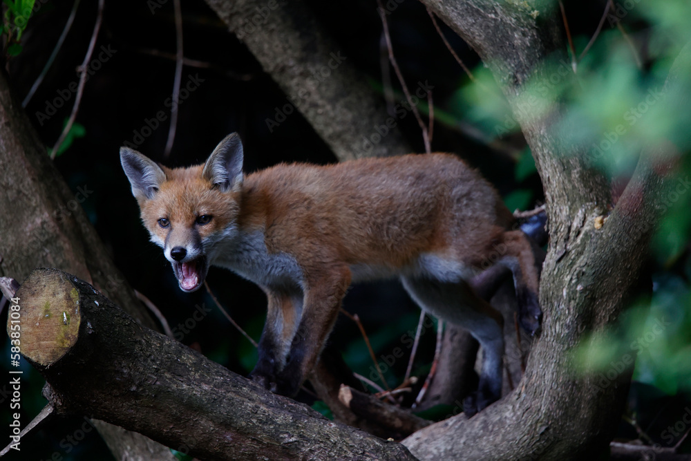 Fototapeta premium Urban fox cubs playing and exploring
