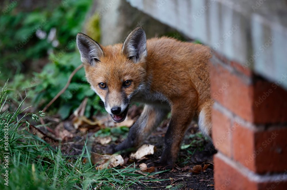 Fototapeta premium Urban fox cubs playing and exploring