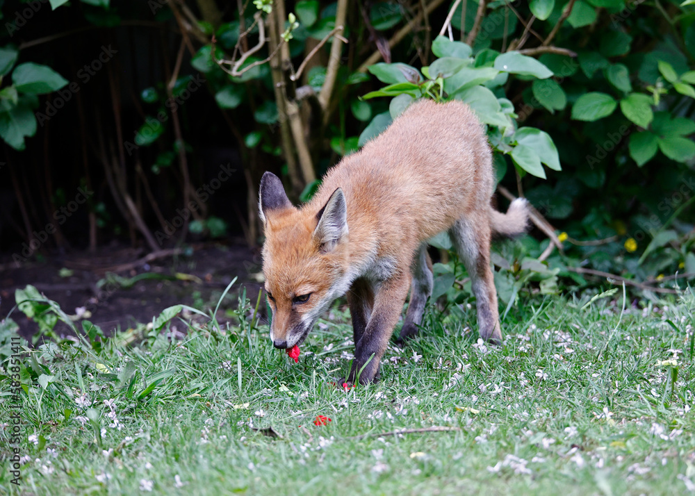 Urban fox cubs playing and exploring Urban fox cubs playing and exploring
