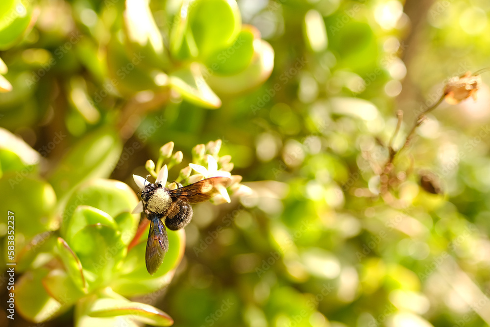 large single insect with black wings Bumblebee carpenter purple, Xylocopa violacea, Apidae collects nectar from flowers Crassula, money tree, succulent to Tolstyanka family, Fauna Europe, save nature large single insect with black wings Bumblebee carpenter purple, Xylocopa violacea, Apidae collects nectar from flowers Crassula, money tree, succulent to Tolstyanka family, Fauna Europe, save nature