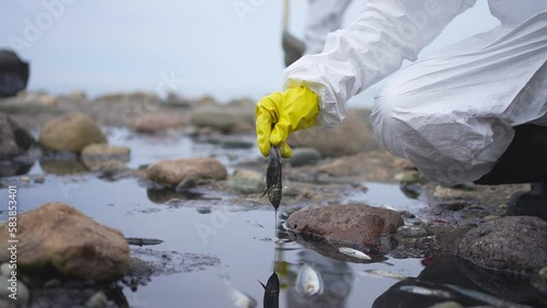 dead fish in the hands of a volunteer scientist the consequences of an oil spill tanker crash