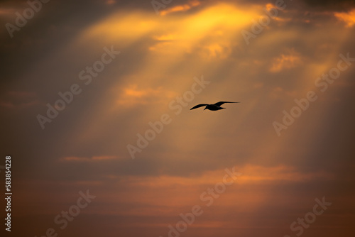 vogel vor wolken im sonnenuntergang am meer