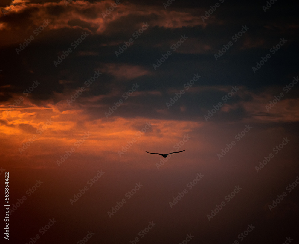 vogel vor wolken im sonnenuntergang am meer