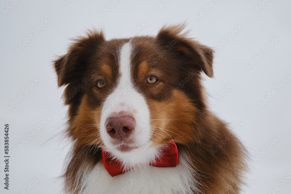 Pet concept looks stylishly like human. Aussie outside Portrait close-up. Brown Australian Shepherd wears red bow tie around neck. Dog in gentlemans suit against gray overcast sky.