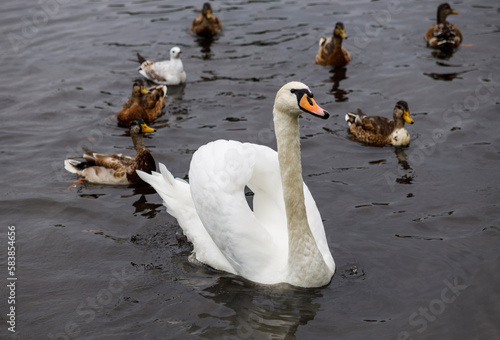 White swan in a pond among ducks.