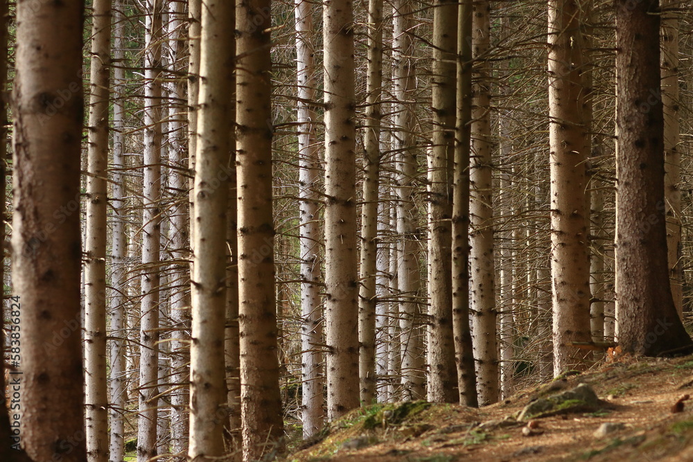 Evergreen coniferous forest, woodland landscape Evergreen coniferous forest, woodland landscape