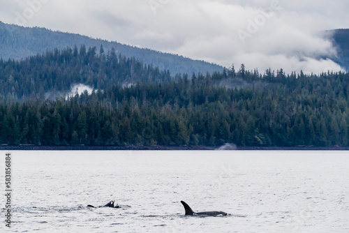 Killer whales (Orcinus orca), surfacing in Behm Canal, Southeast Alaska photo