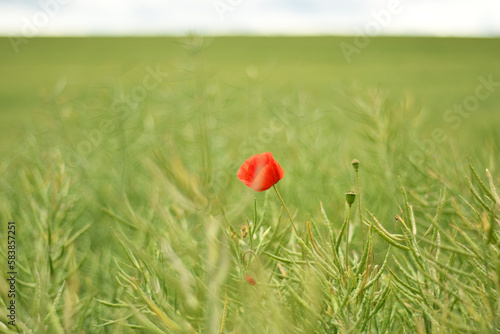 Closeup of a red poppy growing on a green field