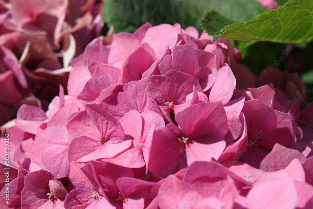 magnificent blooming pink flowers in garden magnificent blooming pink flowers in garden