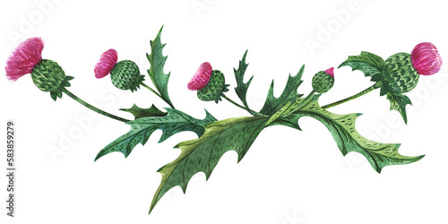 Thistle vignette. Watercolor composition of traditional symbolic scottish plant. Green and magenta colors, decorations for greetings and invitations photo