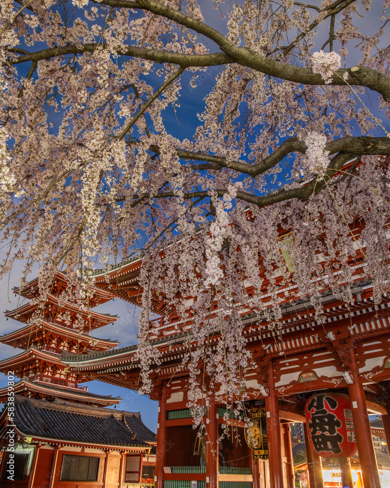 Obraz premium 東京都台東区 浅草寺の夜明け前の枝垂れ桜