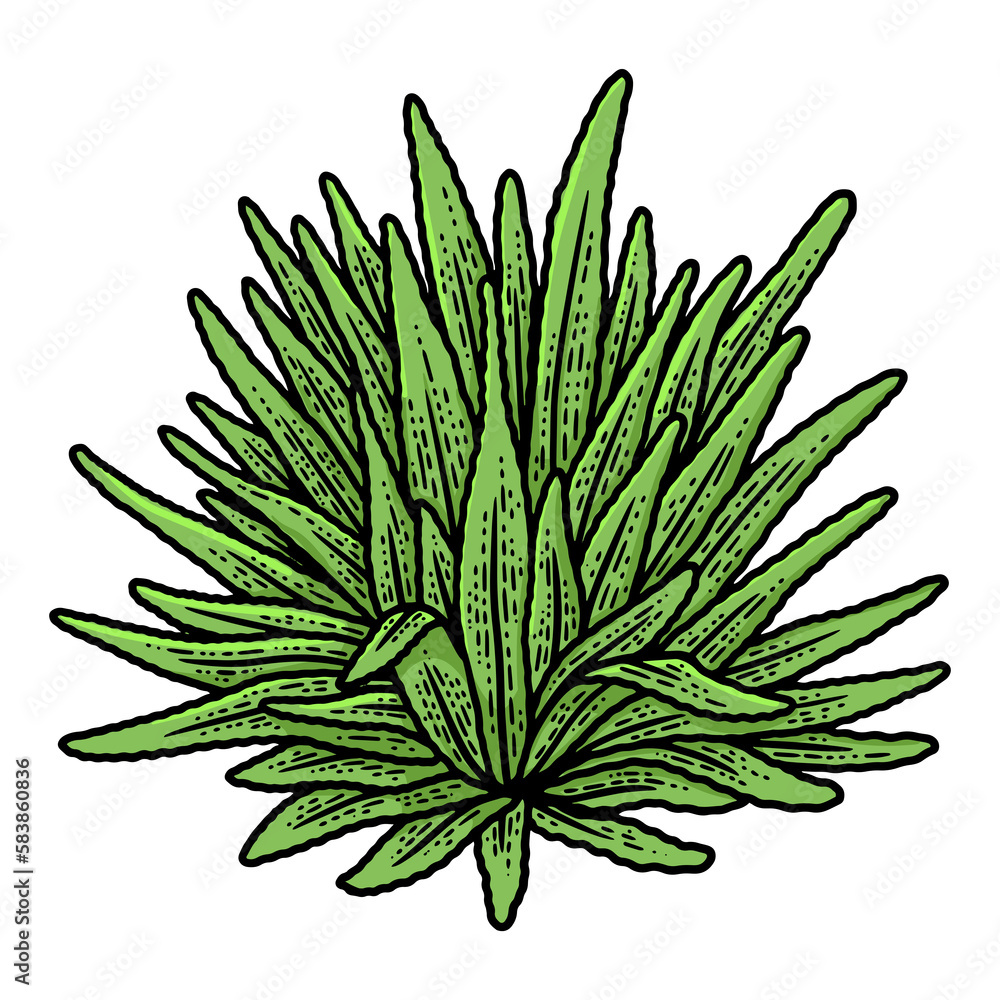 Agave plant sketch PNG illustration with transparent background Agave plant sketch PNG illustration with transparent background