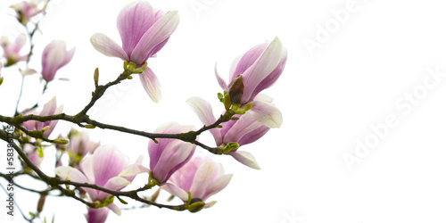 Kwitn  ce kwiaty magnolii