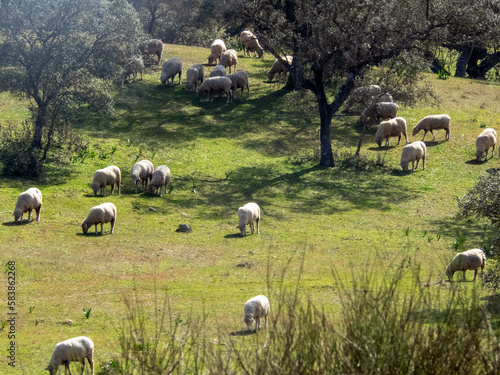 Rebaño de ovejas pastando en la dehesa cacereña. Extremadura, España. 