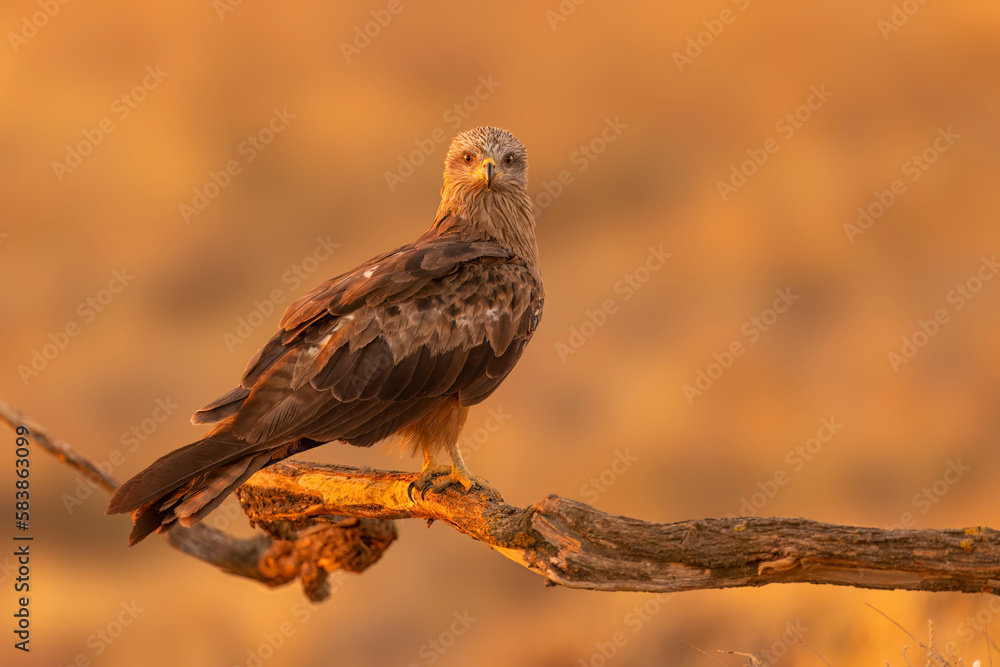 Black kite (Milvus migrans) at sunrise in Toledo, Castilla-La Mancha, Spain Black kite (Milvus migrans) at sunrise in Toledo, Castilla-La Mancha, Spain