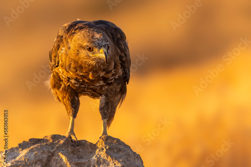 Fotografie Common buzzard (Buteo buteo) in Toledo, Castilla-La Mancha, Spain