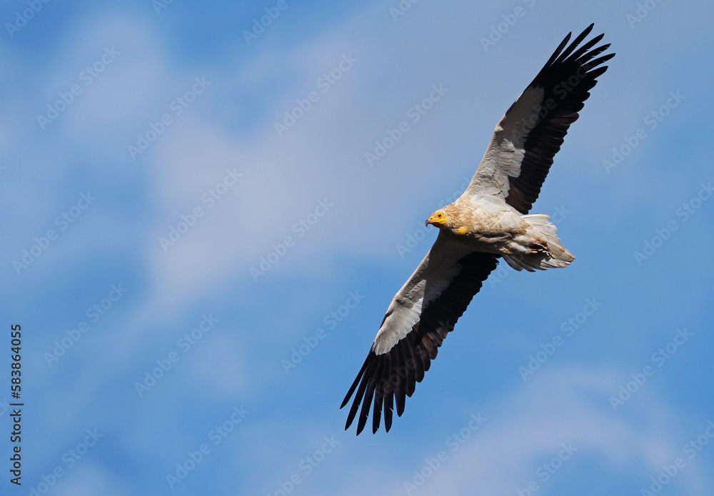Fototapeta premium Egyptian vulture (Neophron percnopterus) or white scavenger vulture in flight with blue sky. Wild black and white vulture flying free over the clouds. Egyptian vulture gliding in Asturias, Spain.