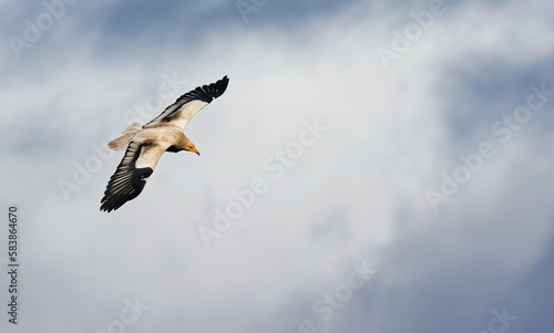Egyptian vulture (Neophron percnopterus) or white scavenger vulture in flight in a cloudy sky. Wild black and white vulture flying free over the clouds. Egyptian vulture gliding in Asturias, Spain. photo