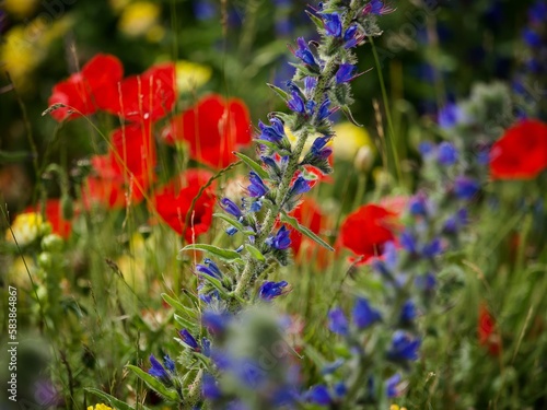 Wild Flowers Blooming in Summer 