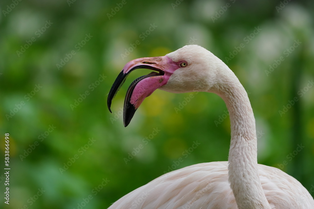 Fototapeta premium Closeup portrait of a beautiful Greater flamingo Phoenicopterus roseus. 