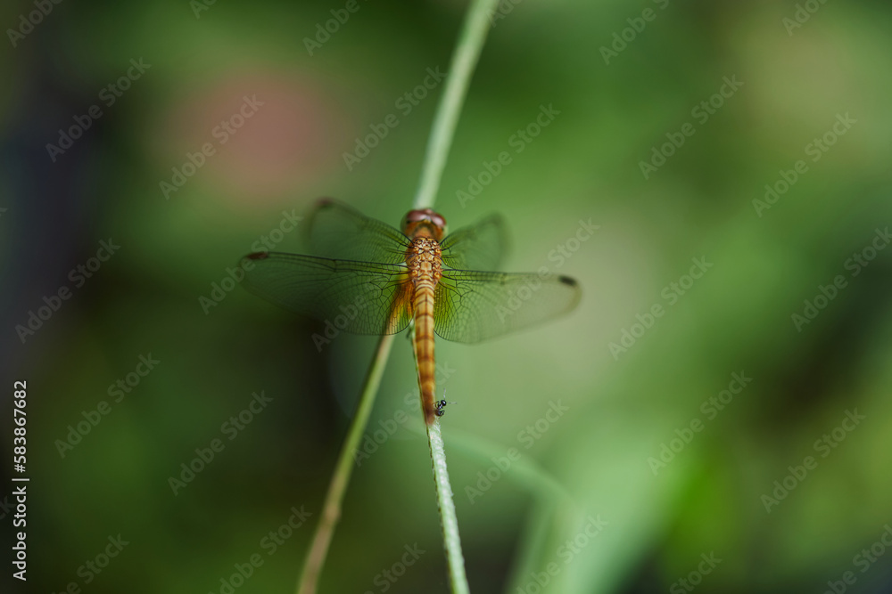 Close-up view of yellow dragonfly perching on the grass blade Close-up view of yellow dragonfly perching on the grass blade