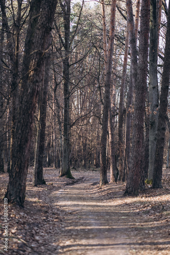Fototapeta Naklejka Na Ścianę i Meble -  empty road in the forest