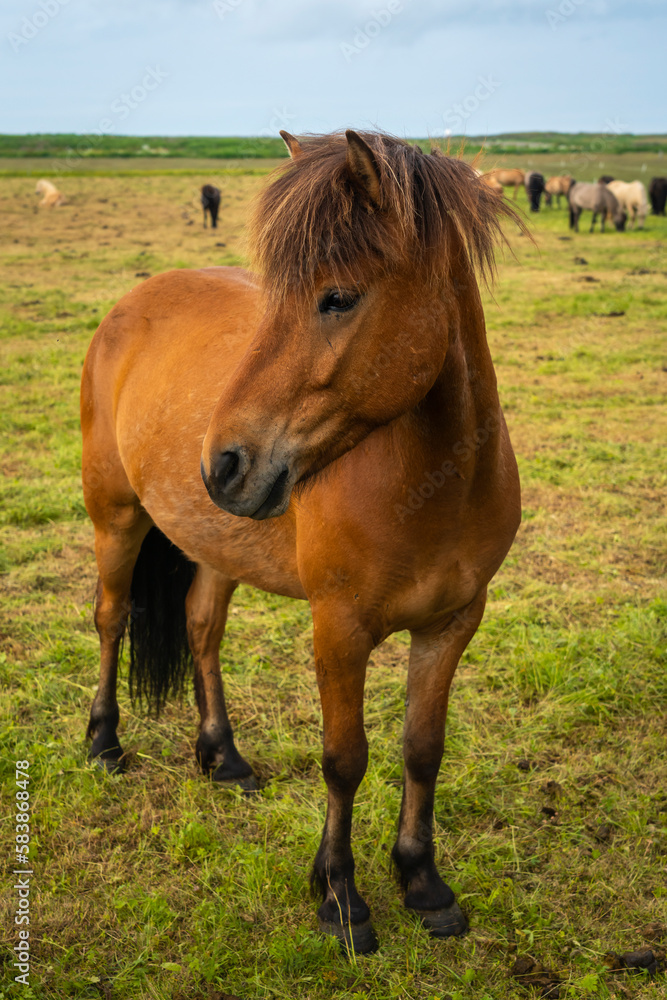 Close-up of Icelandic horse near Keflavik, Reykjanesbaer, Reykjanes Peninsula, Iceland, Polar Regions Close-up of Icelandic horse near Keflavik, Reykjanesbaer, Reykjanes Peninsula, Iceland, Polar Regions