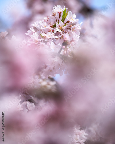 東京都台東区　浅草寺の枝垂れ桜 © Hiroki Kobayashi