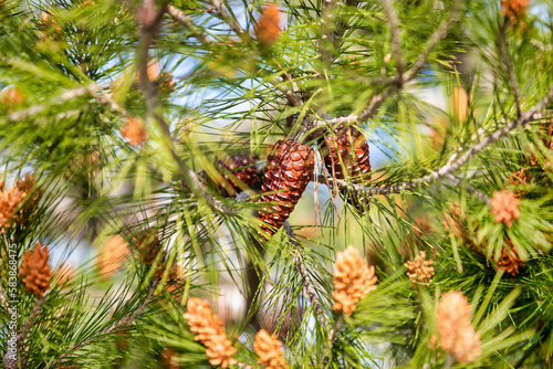 Scots Pine with Cones Background  Symbol of Beauty and Sustainability in Nature s Landscape