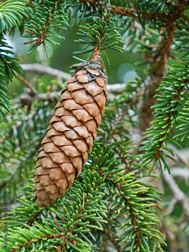 Nahaufnahme eines einzelnen Zapfens einer Fichte, Picea Nahaufnahme eines einzelnen Zapfens einer Fichte, Picea