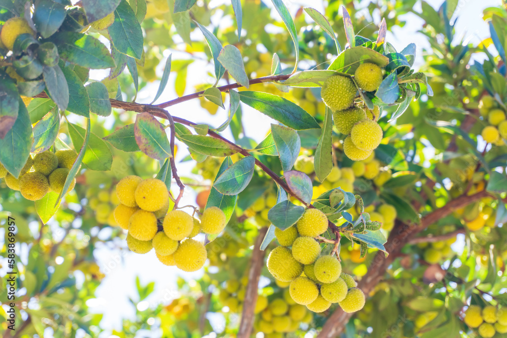 Yellow green ripening strawberry tree fruit on a branch Yellow green ripening strawberry tree fruit on a branch