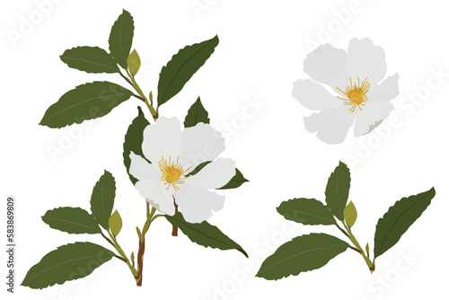 white Paper flower separated hand drawn vectors