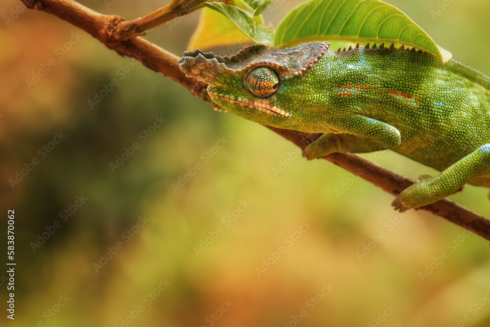 Chameleons of Madagascar: portrait of Lesser Chameleon, Furcifer minor, Attractive, bright green-orange striped chameleon, male, climbing on branch with leaves, blurred background. Chameleons of Madagascar: portrait of Lesser Chameleon, Furcifer minor, Attractive, bright green-orange striped chameleon, male, climbing on branch with leaves, blurred background.