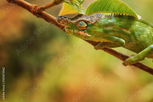 Chameleons of  Madagascar: portrait of Lesser Chameleon, Furcifer minor, Attractive, bright green-orange striped chameleon, male,  climbing on branch with leaves, blurred background.