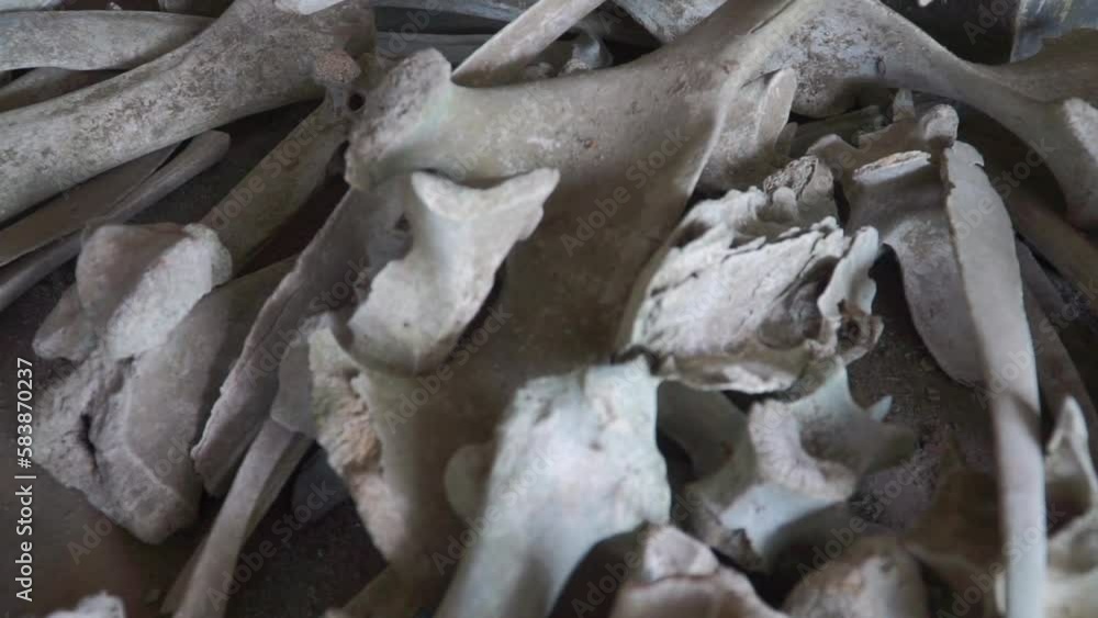 Bones from animal or human due to a volcanic eruption disaster - The eruption of Mount Merapi Volcano Disaster Bones from animal or human due to a volcanic eruption disaster - The eruption of Mount Merapi Volcano Disaster