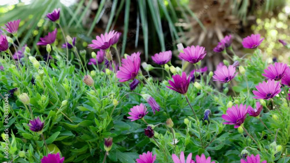 4k video of some beautiful flowers, waiting for spring 4k video of some beautiful flowers, waiting for spring