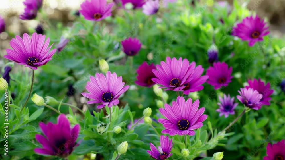 4k video of some beautiful flowers, waiting for spring 4k video of some beautiful flowers, waiting for spring