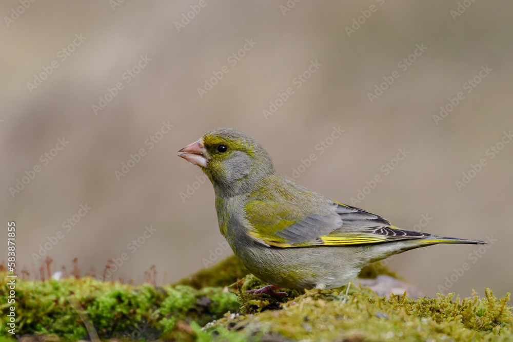 European Greenfinch Carduelis chloris, in the wild