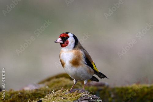 European goldfinch, Carduelis carduelis in the wild