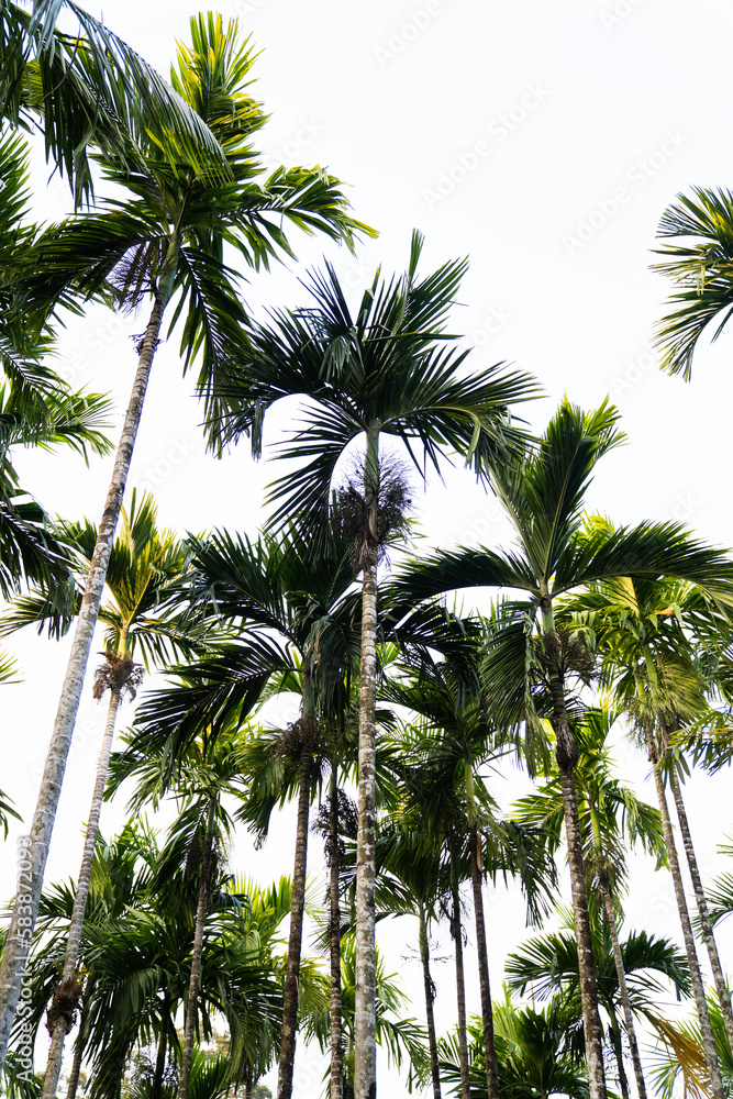 Obraz premium Palm trees sunset sun